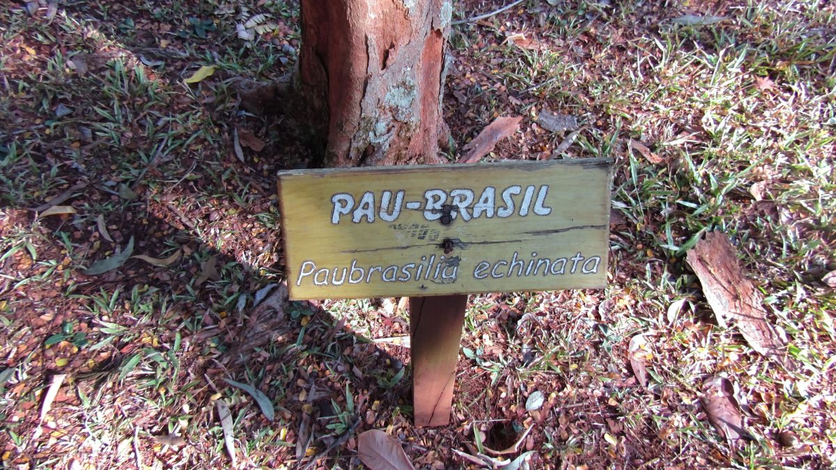 Onde encontrar Pau-Brasil em Jardins Botânicos
