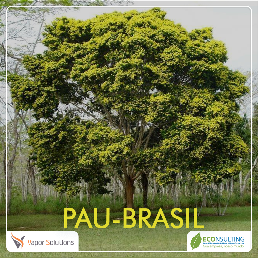 A história da exploração do Pau-Brasil