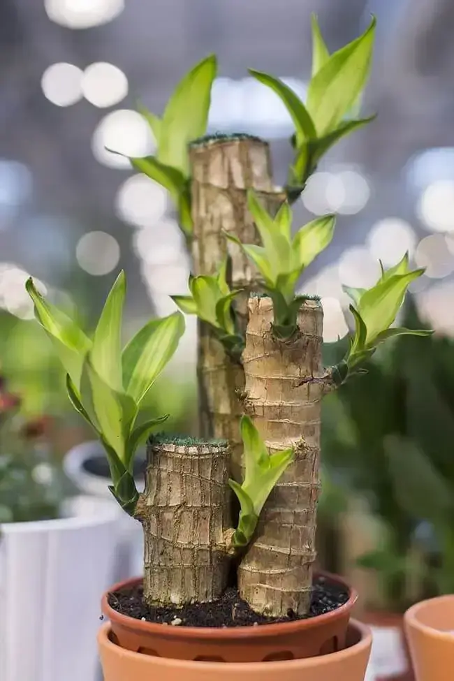 dracena pau d