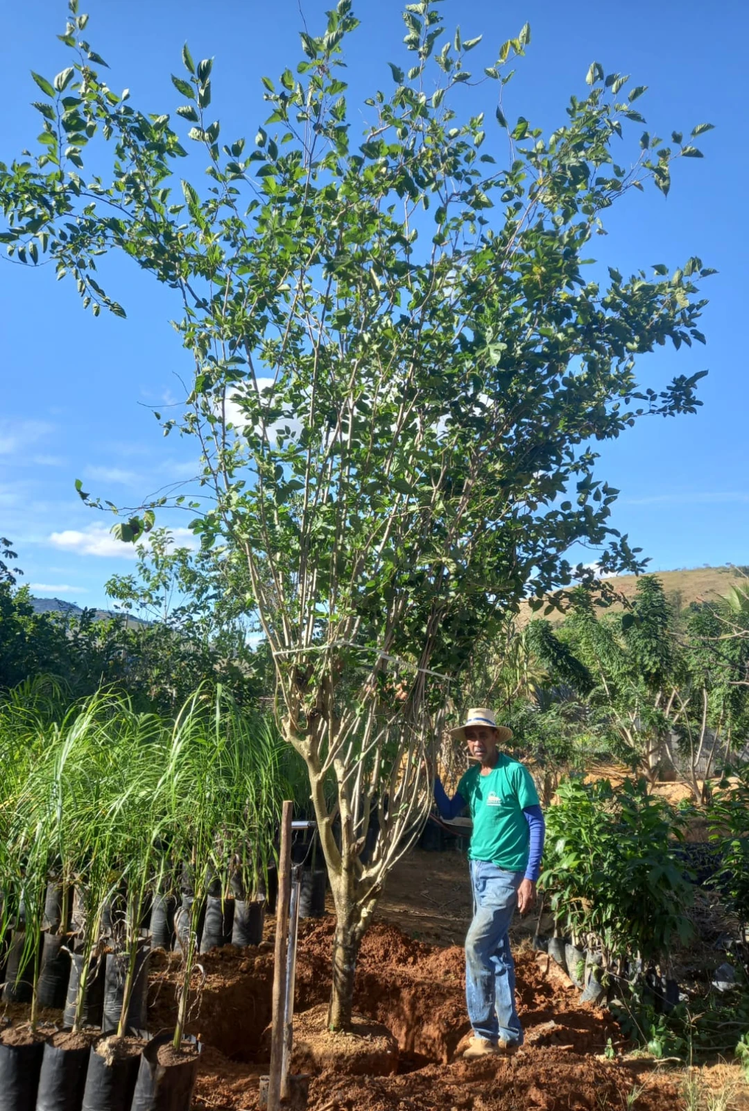 Amora Gigante Portuguesa