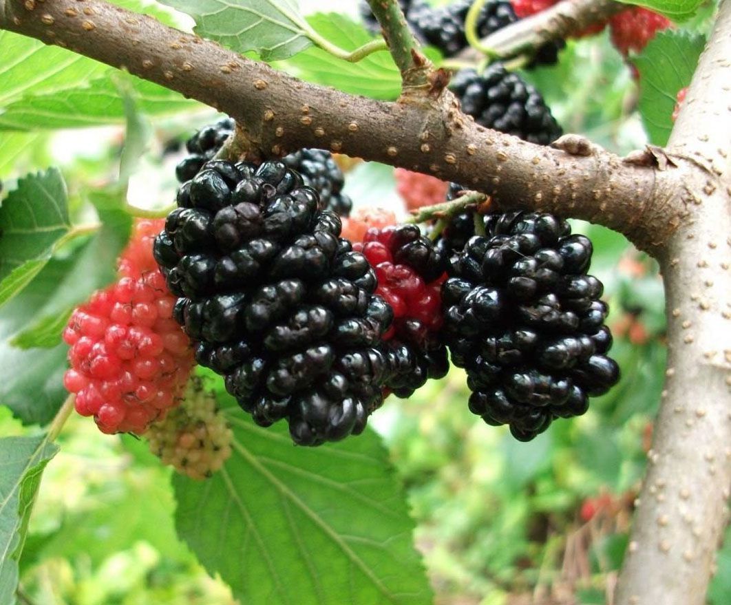 Amora Gigante Italiana