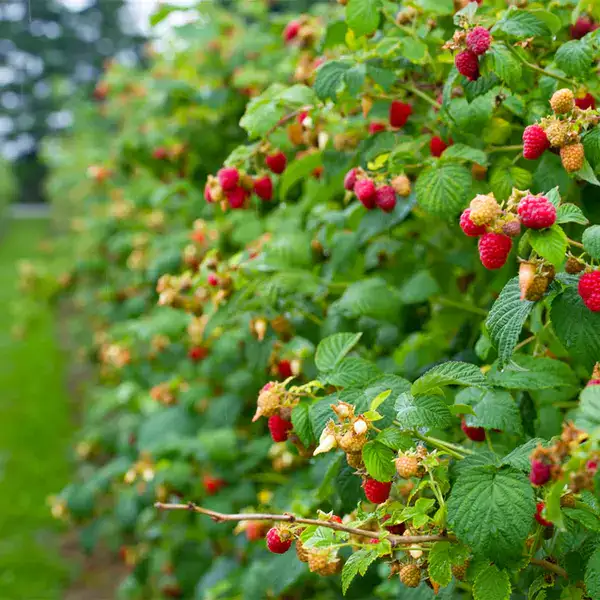 cultivo de framboesa