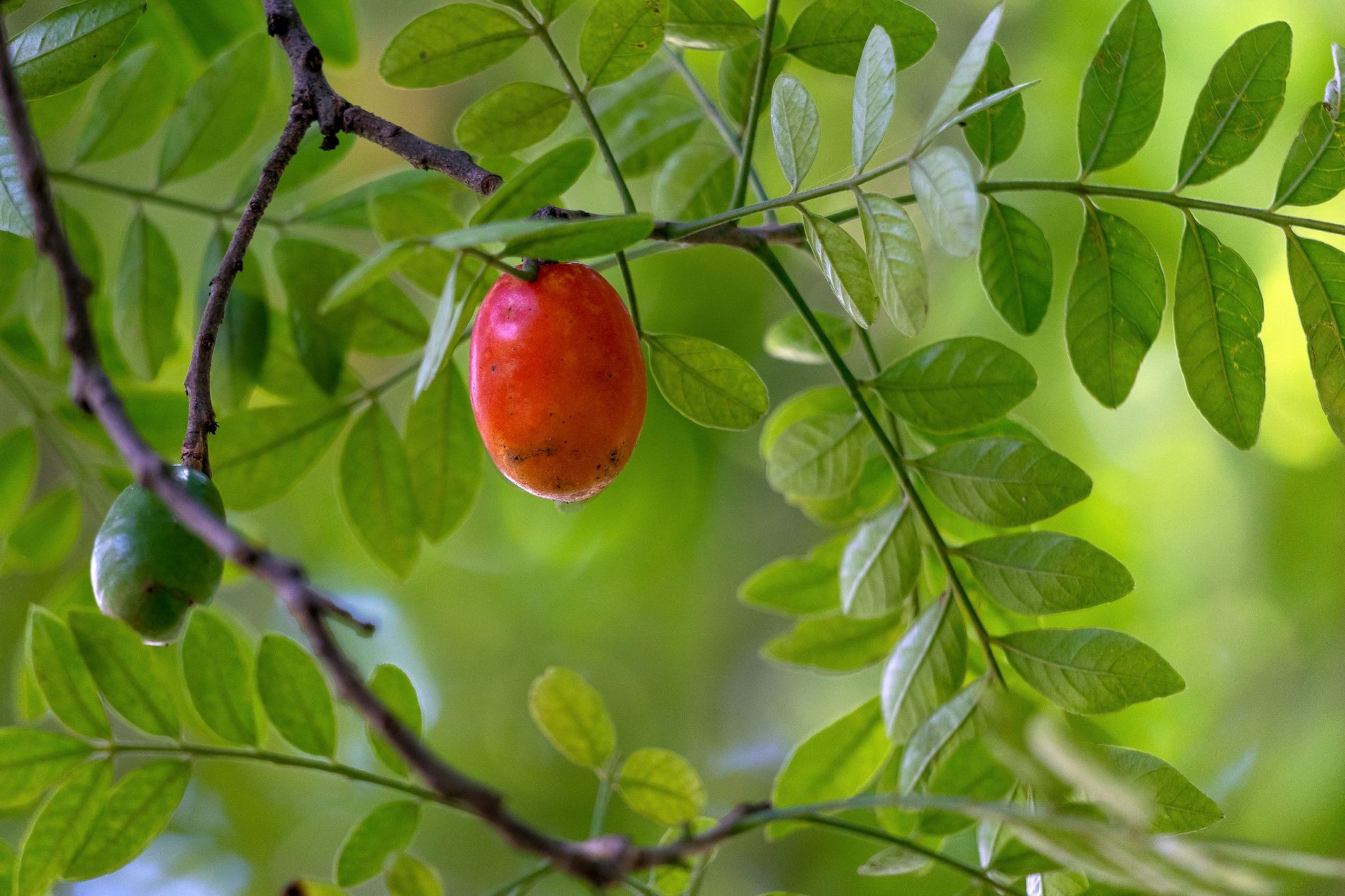 fruto seriguela