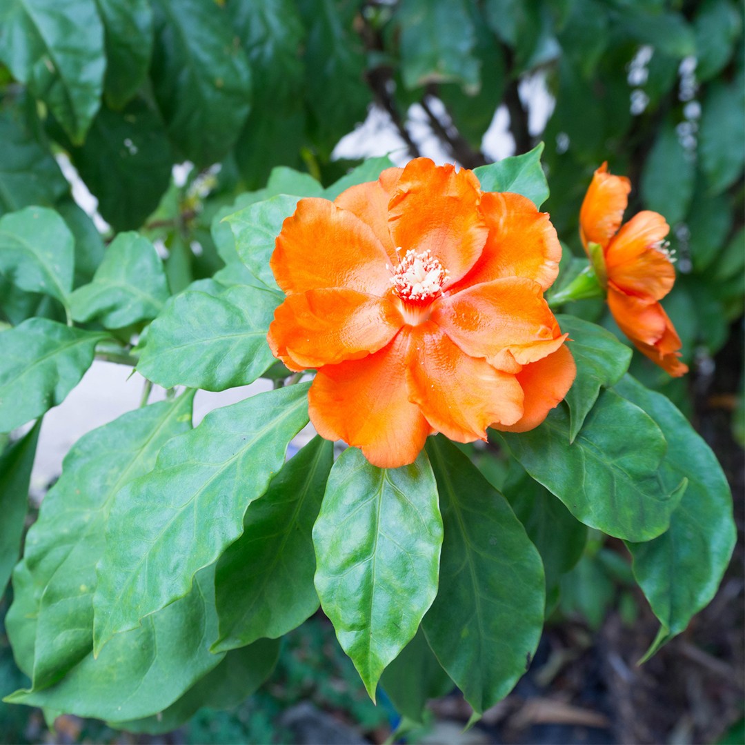 Pereskia bleo vs Pereskia grandifolia