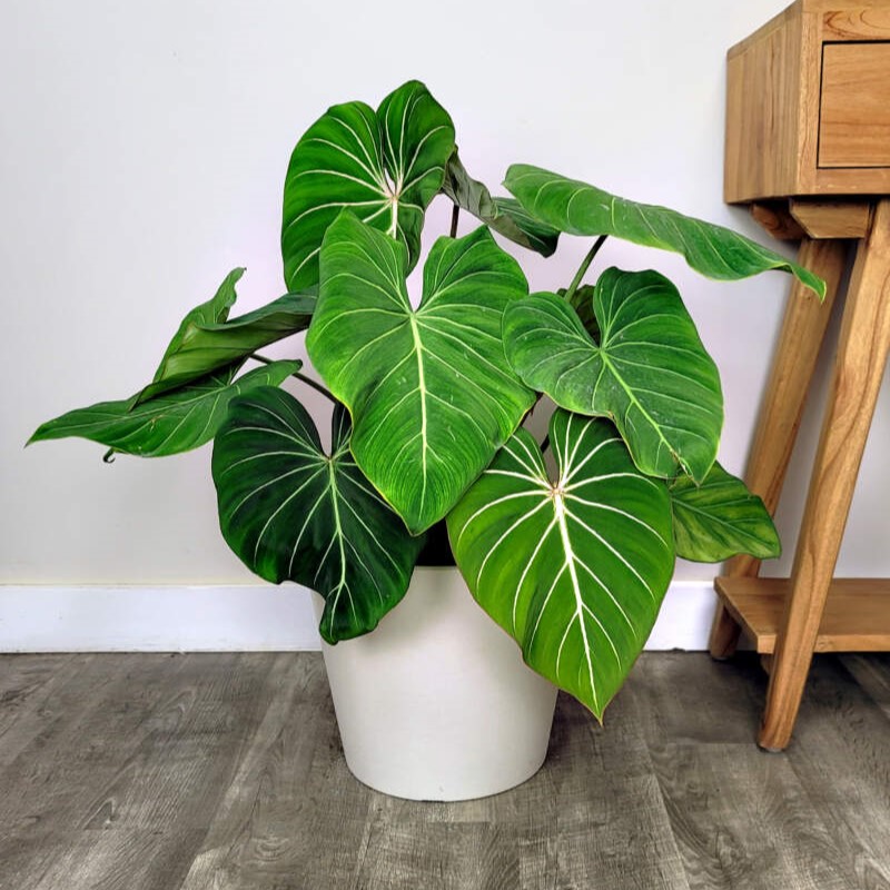 Philodendron gloriosum cuidados