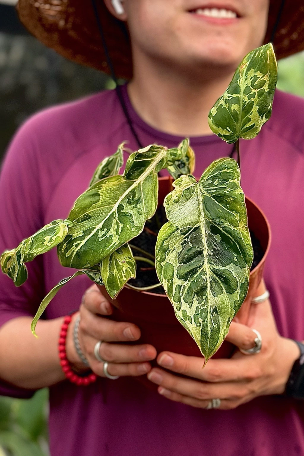 Philodendron gloriosum preço