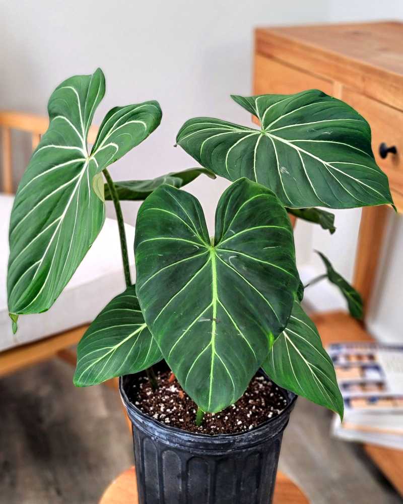 Philodendron gloriosum 