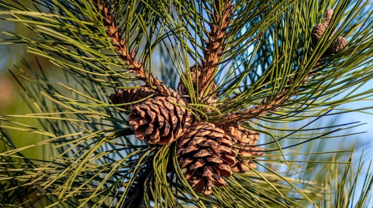 Como o Picnogenol pode aliviar os sintomas da menopausa?