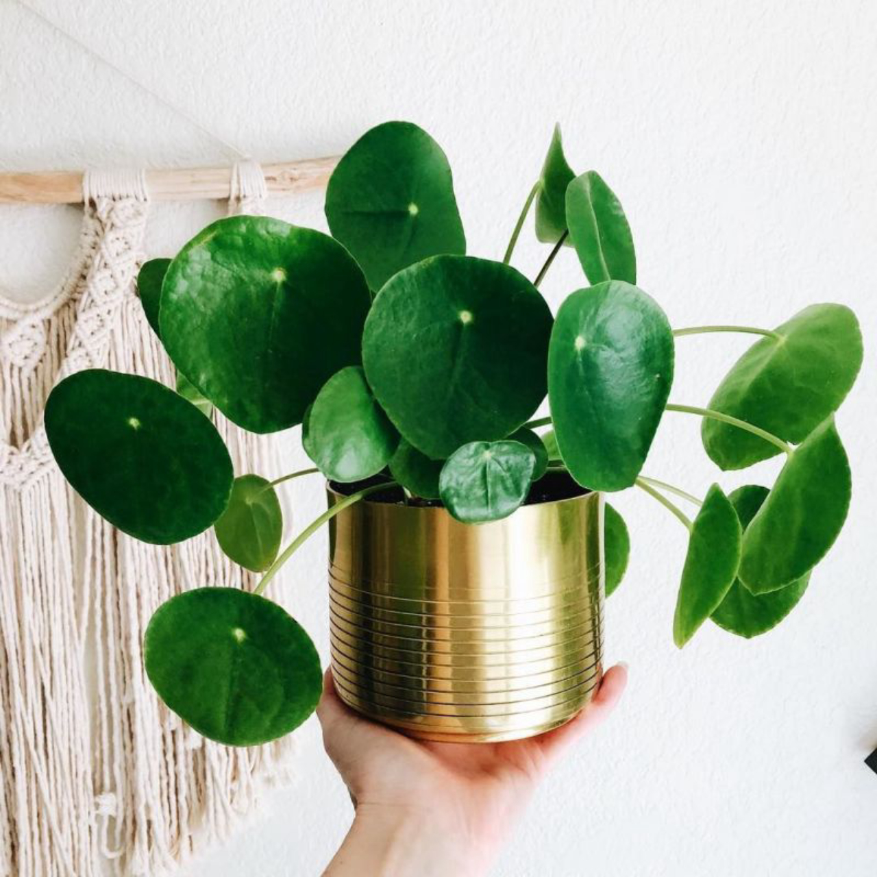 Pilea Peperomioides cuidados