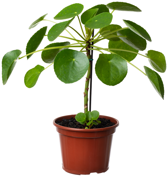 Pilea chinesa do dinheiro