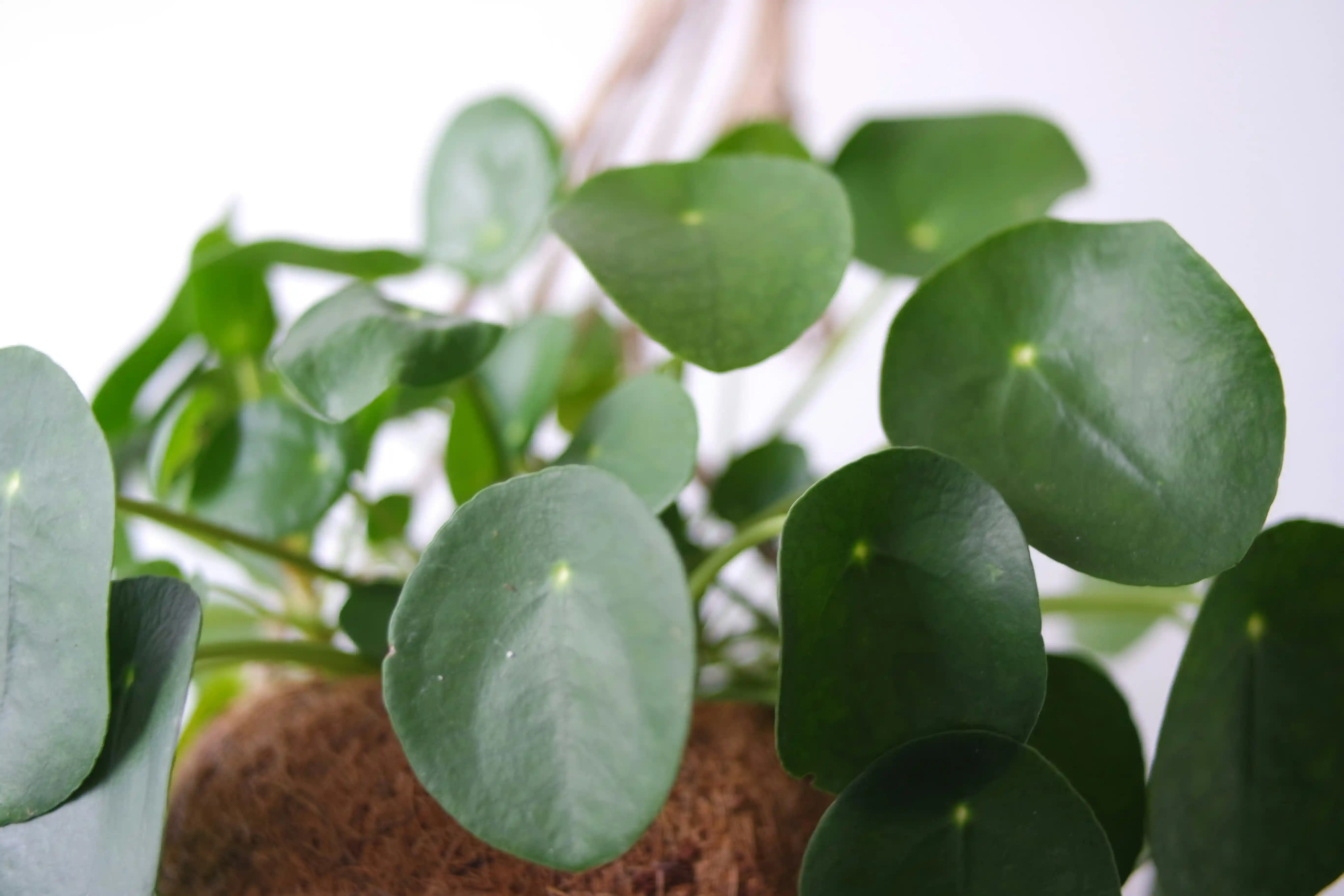 Como cuidar de Pilea