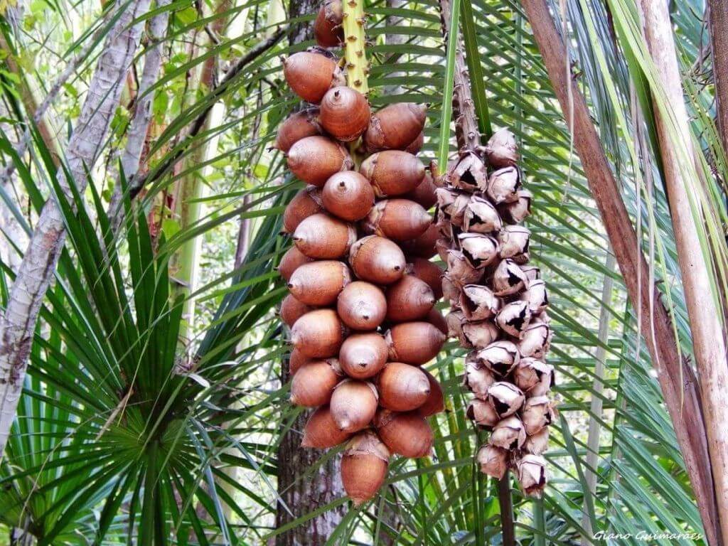 A Palmeira Pindoba: Usos e Características Botânicas