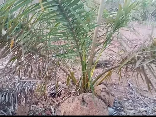 A Palmeira Pindoba: Usos e Características Botânicas