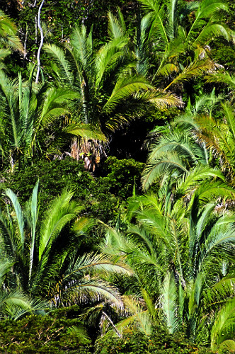 Pindoba em Outras Regiões do Brasil: RN e SP