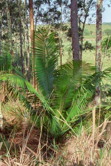 A História do Escravo Pindoba e a Romaria em Guaíra (SP)