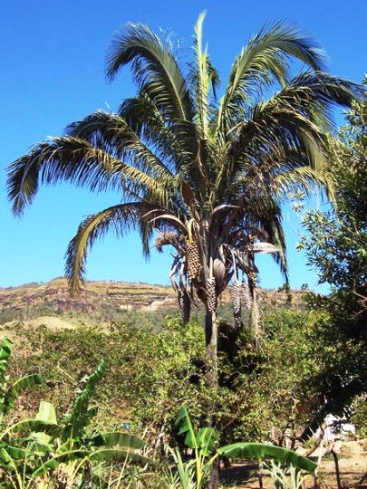 Pindoba em Outras Regiões do Brasil: RN e SP