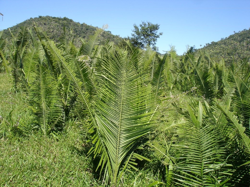 A Palmeira Pindoba: Usos e Características Botânicas