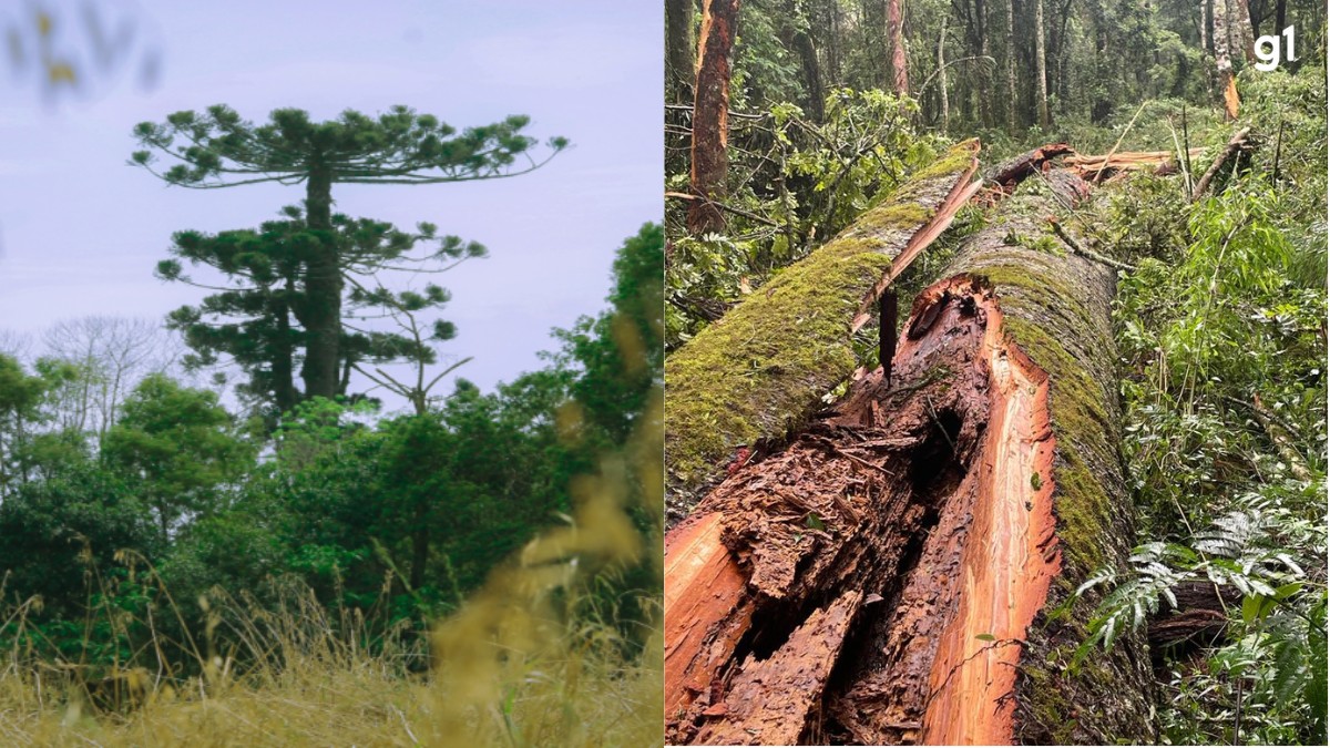 Pinheiro-do-Paraná de 750 anos