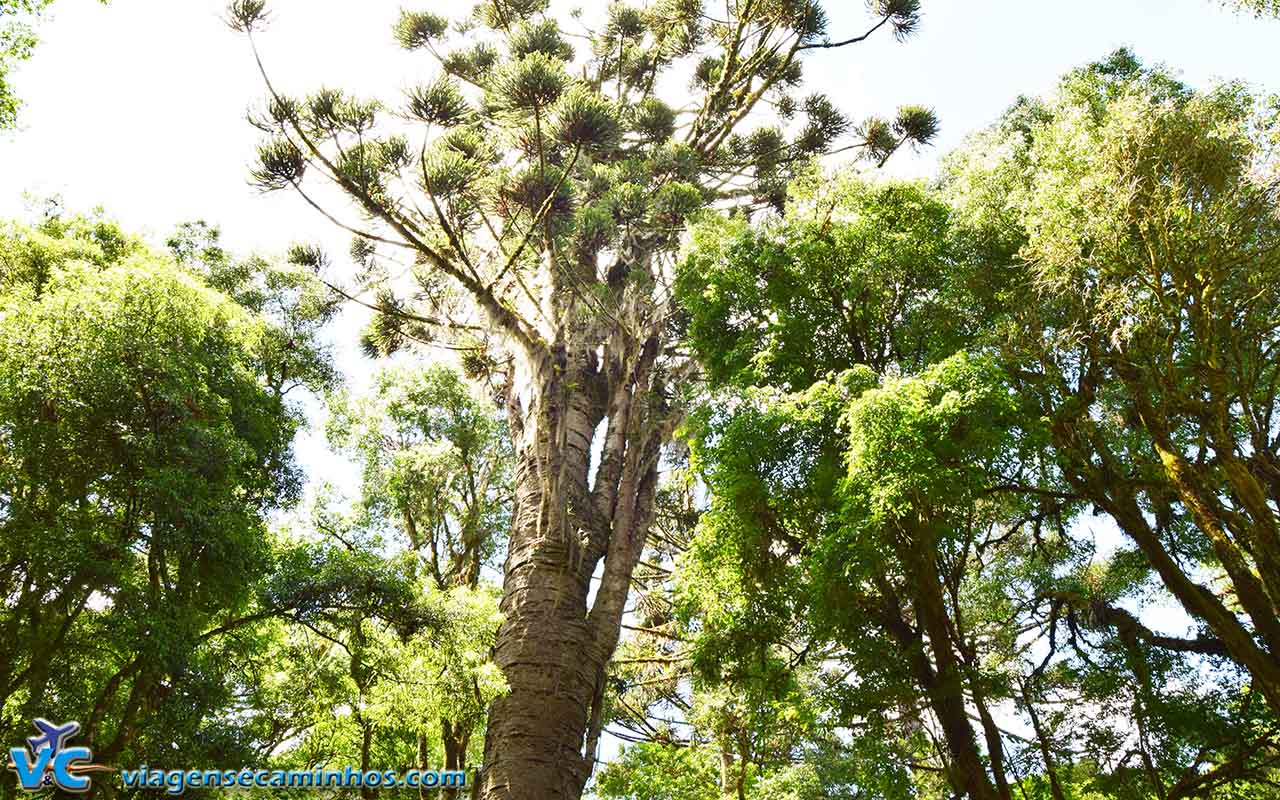 Pinheiro-do-Paraná de 750 anos