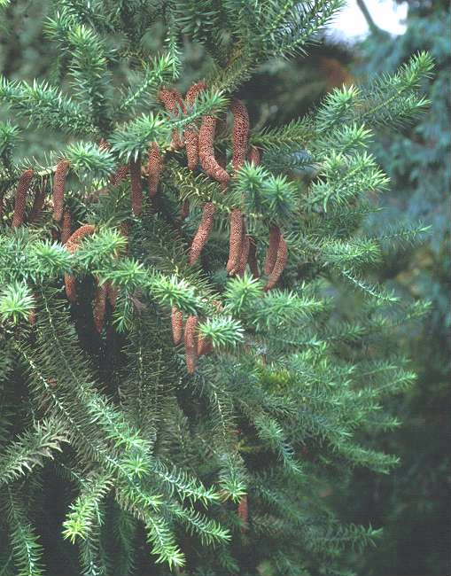 Como a Clonagem Ajuda a Preservar Espécies Ameaçadas como a Araucária