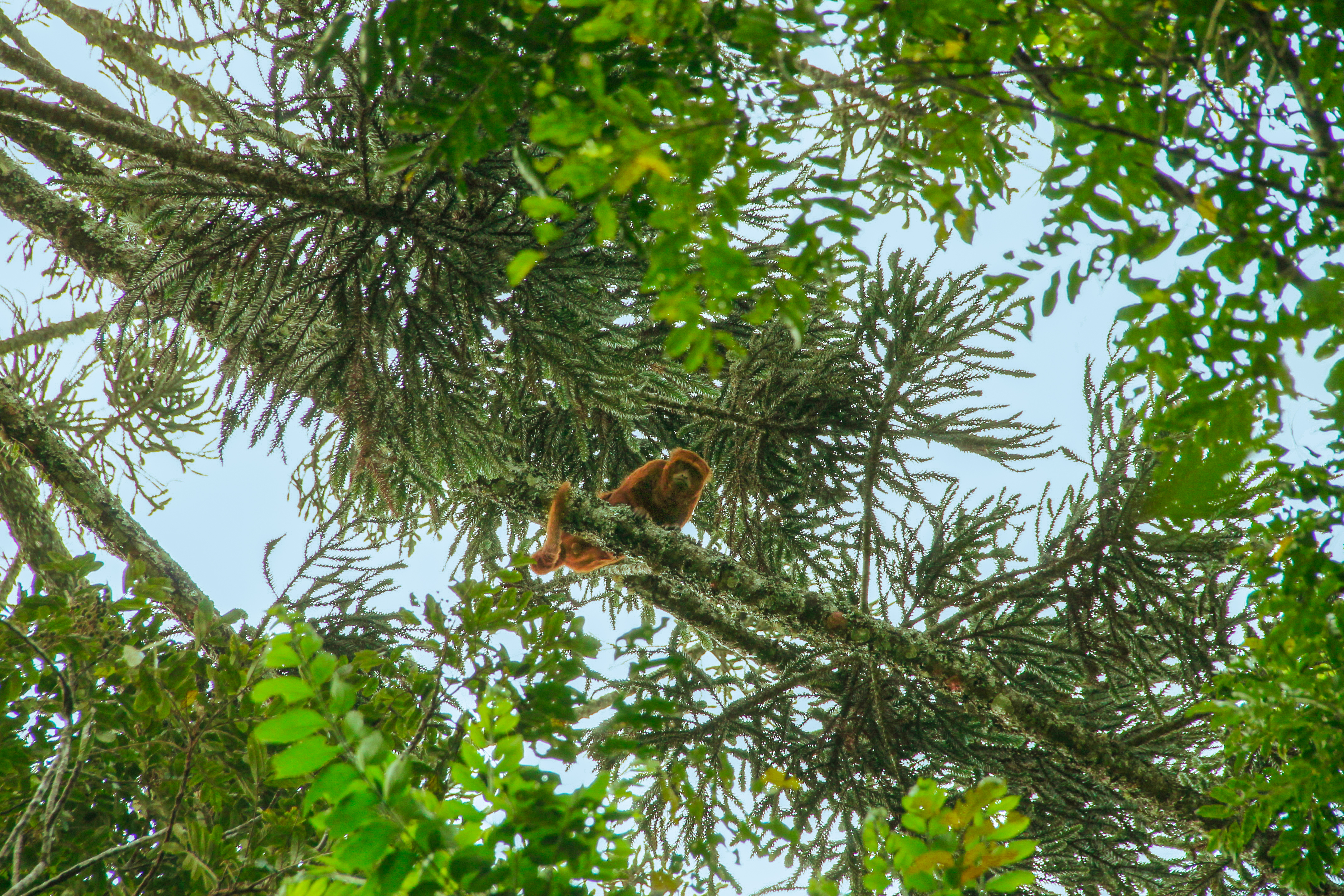 Técnicas de Enxertia: Entenda o Processo de Clonagem de Árvores