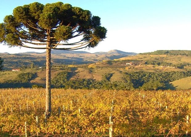 Eventos Climáticos Extremos e o Impacto na Flora Nativa do Brasil