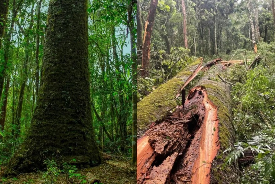 A Importância do Pinheiro-do-Paraná para o Bioma Brasileiro