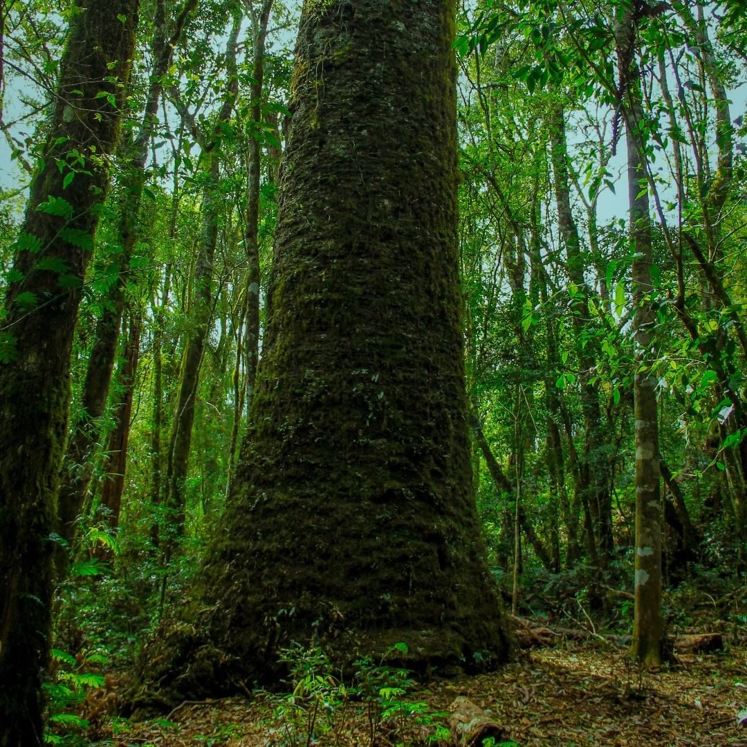 Eventos Climáticos Extremos e o Impacto na Flora Nativa do Brasil