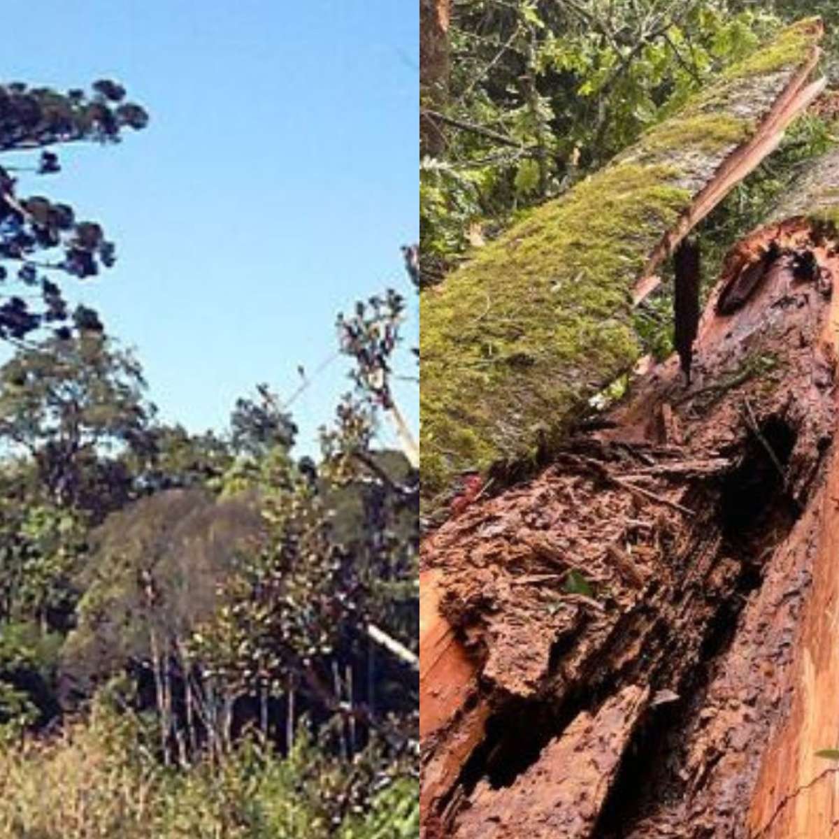 Pinheiro-do-Paraná de 750 anos