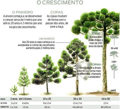 Como a Clonagem Ajuda a Preservar Espécies Ameaçadas como a Araucária