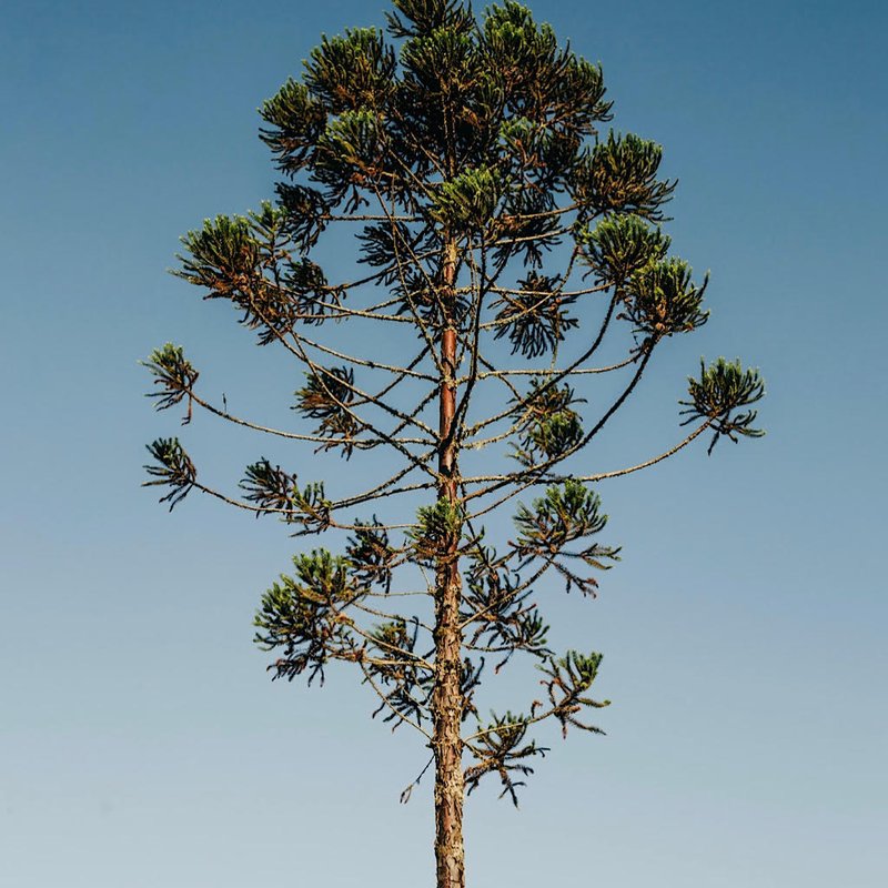 Guia Completo dos Pontos Turísticos de Cruz Machado, Paraná