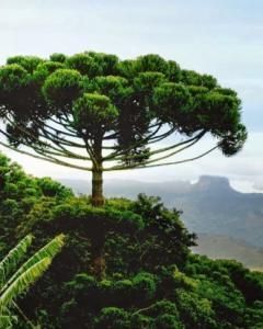 A Importância do Pinheiro-do-Paraná para o Bioma Brasileiro