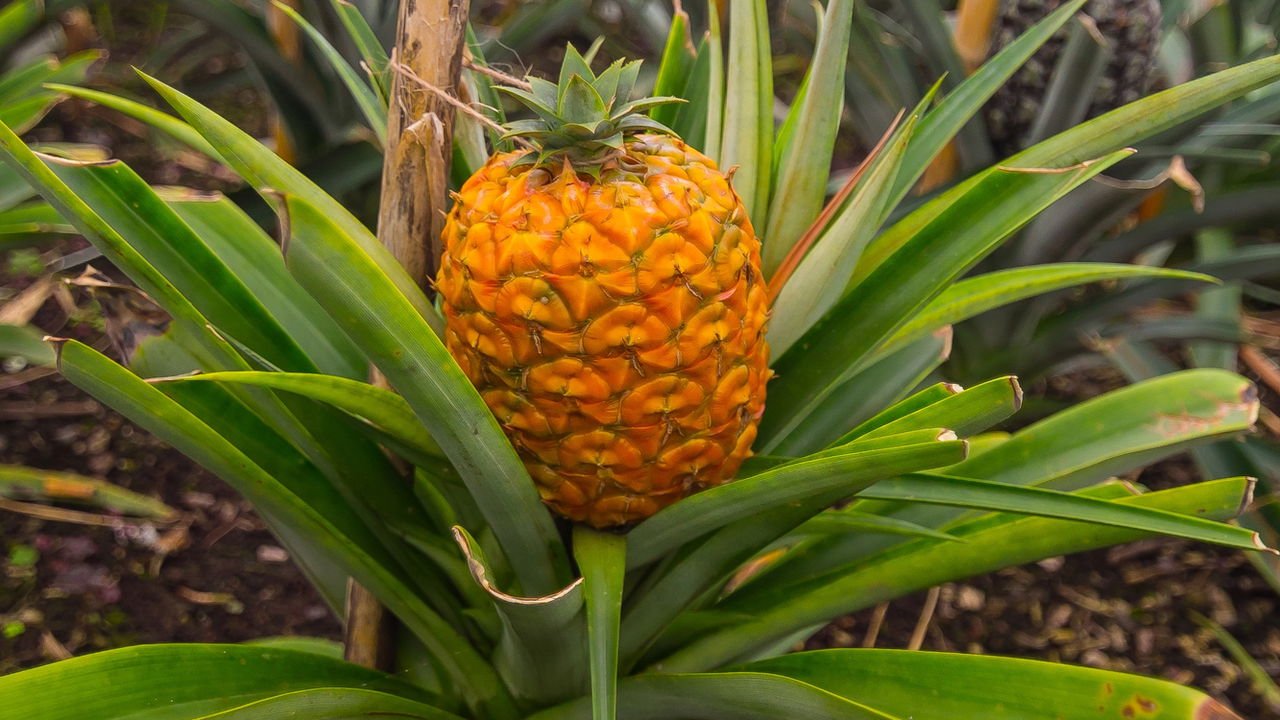 como plantar abacaxi pela coroa