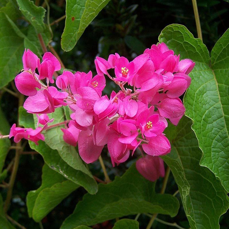 Antigonon leptopus