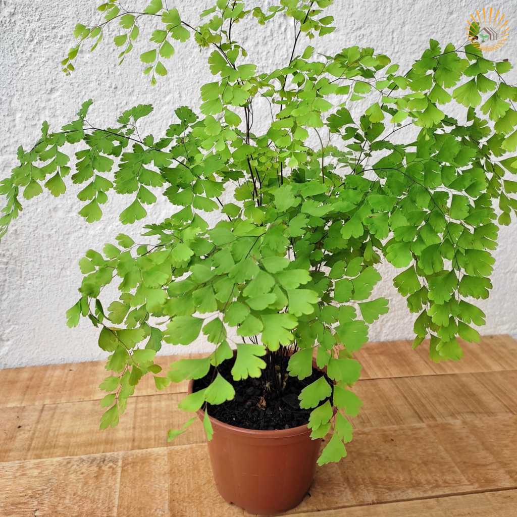 Adiantum raddianum