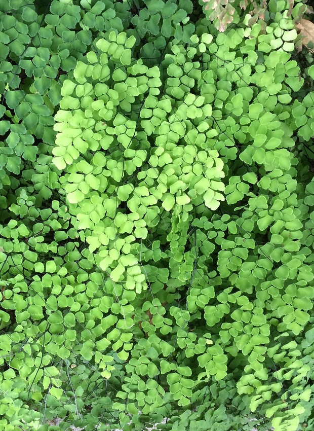Adiantum capillus-veneris