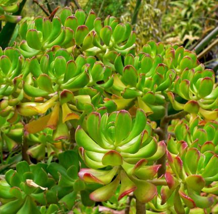 planta bálsamo para que serve
