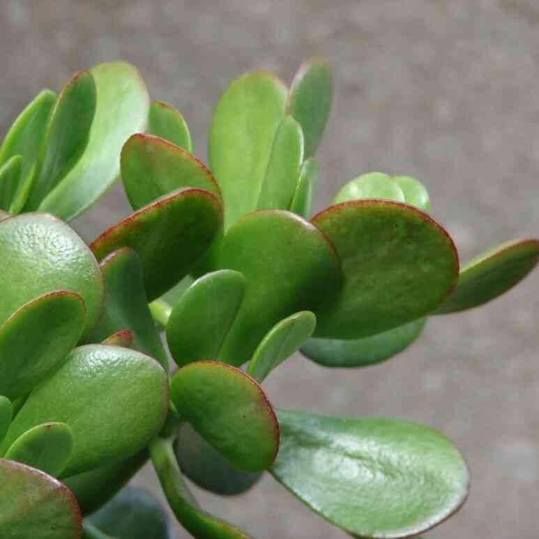como cuidar da planta bálsamo