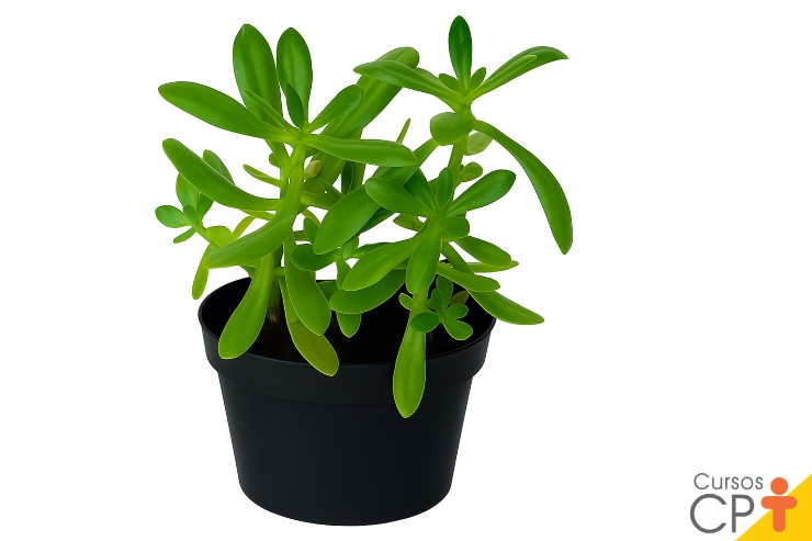 sedum dendroideum benefícios