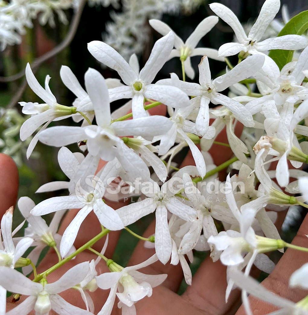 plantas com folhagem branca