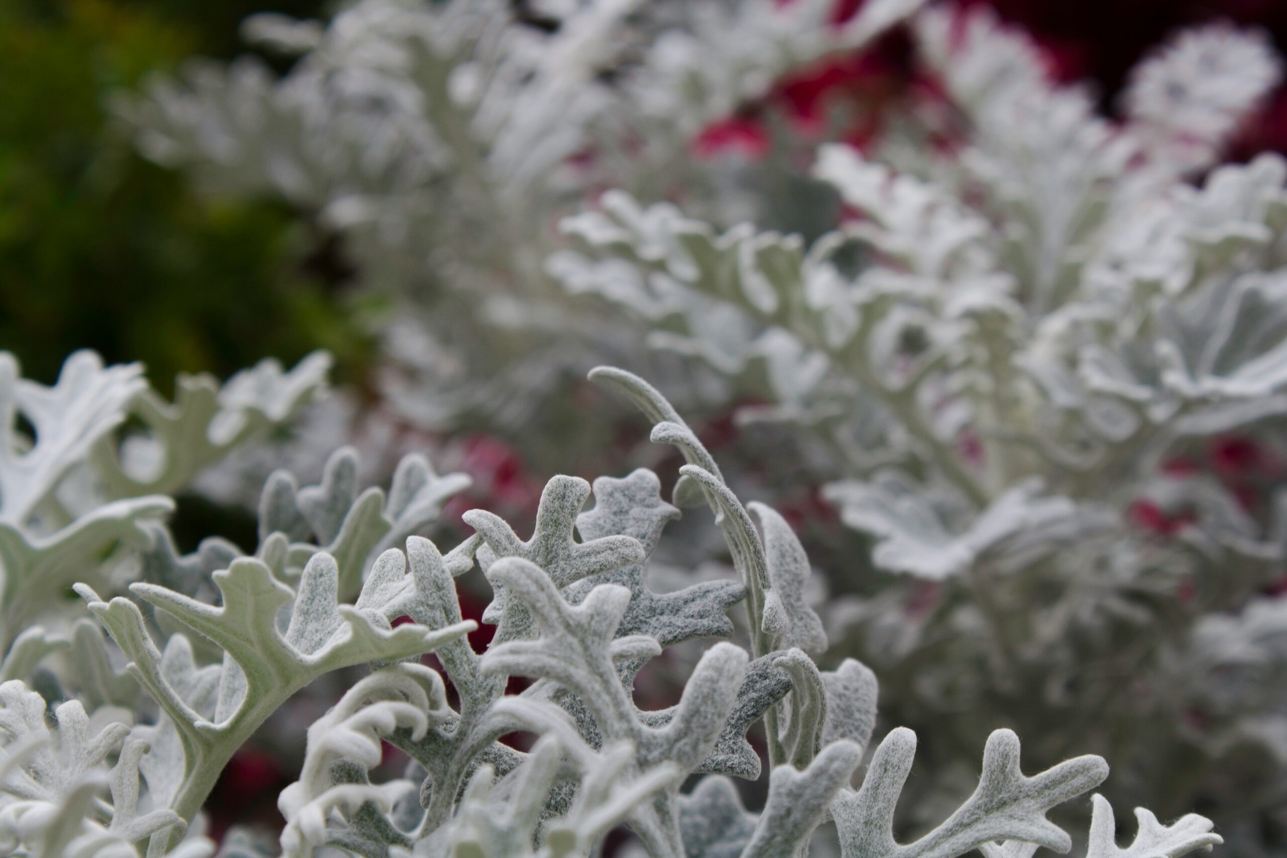 plantas de interior brancas
