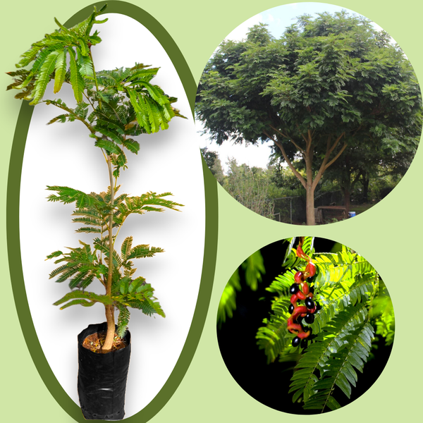 Planta Brinco de Índio
