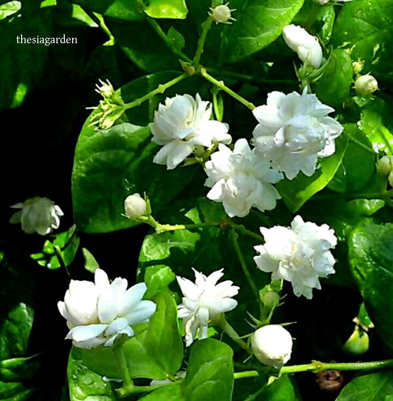 plantas brancas pequenas para jardim