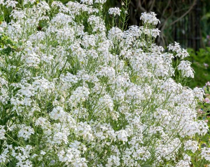arbustos com flores brancas pequenas