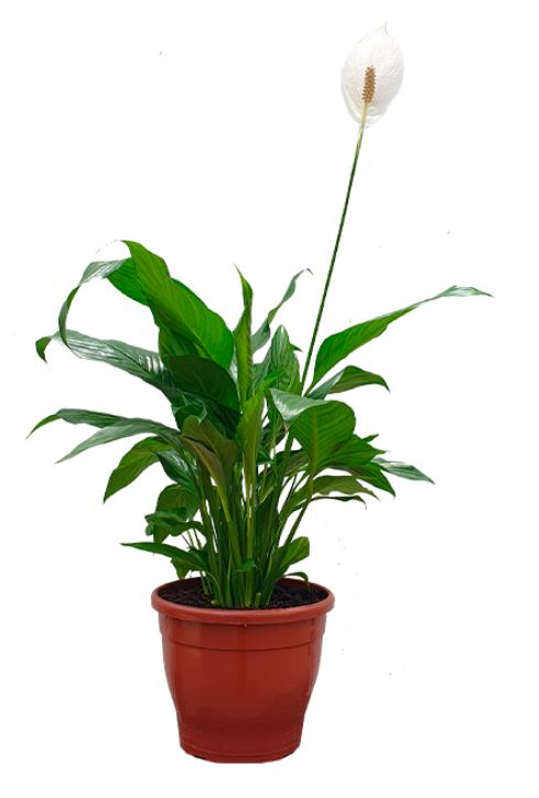 Calla