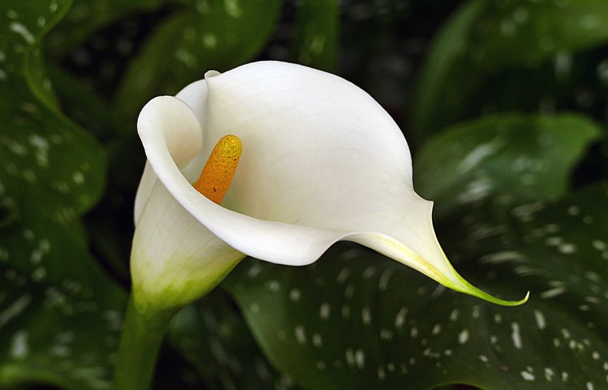 Zantedeschia aethiopica cuidados