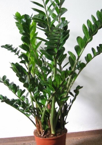 Planta da fortuna cuidados