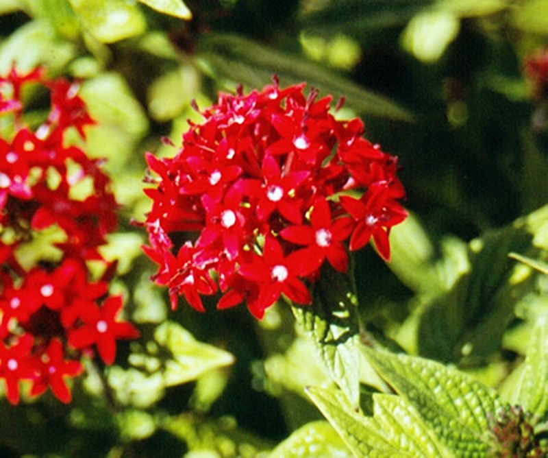 plantas vermelhas para jardim