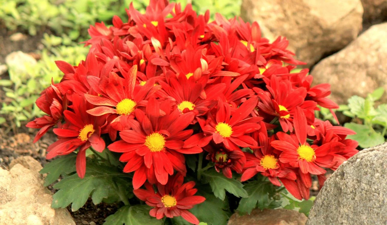 flores vermelhas de sol