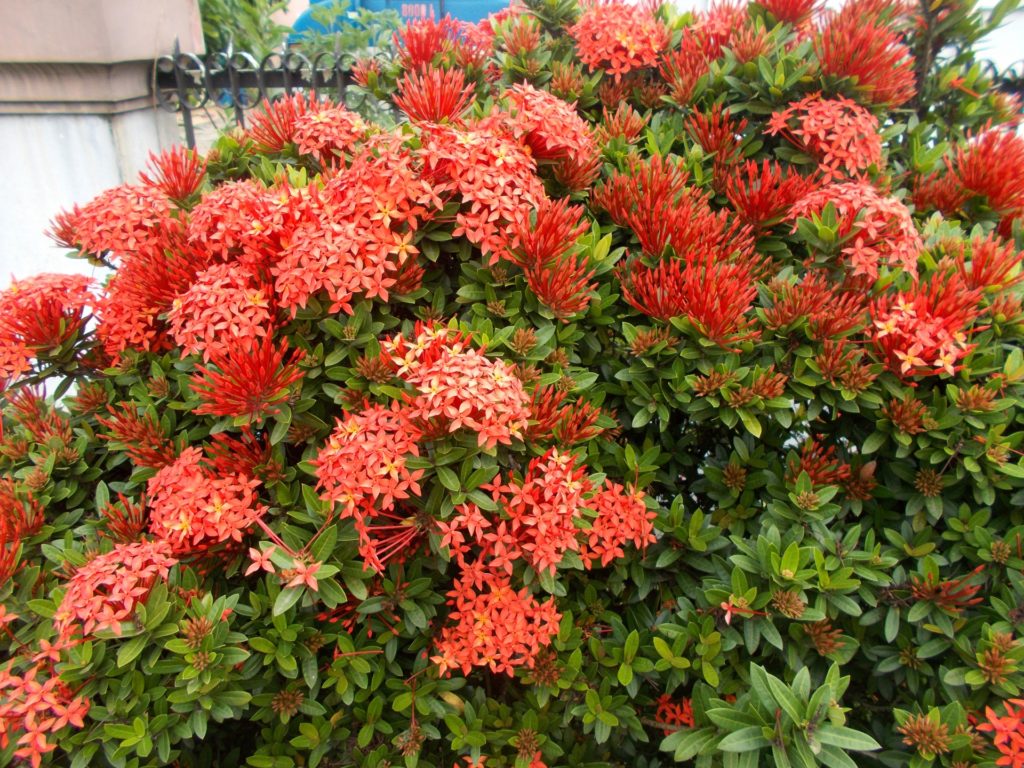 plantas vermelhas resistentes